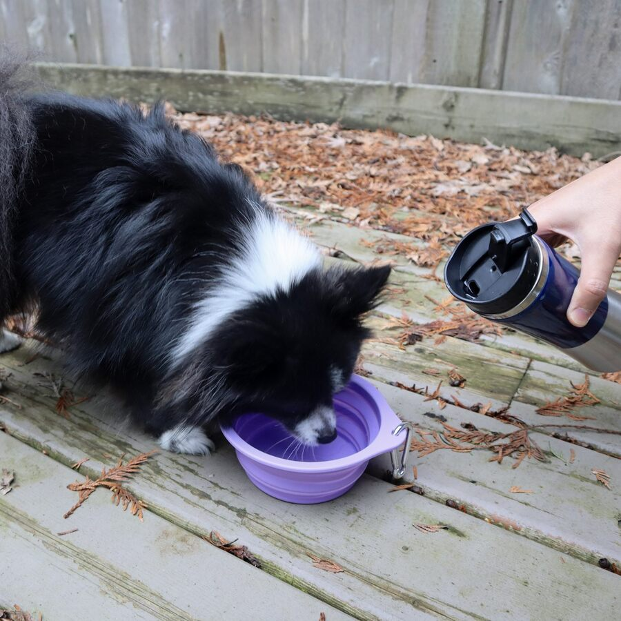 Pet Slow Feeding Set