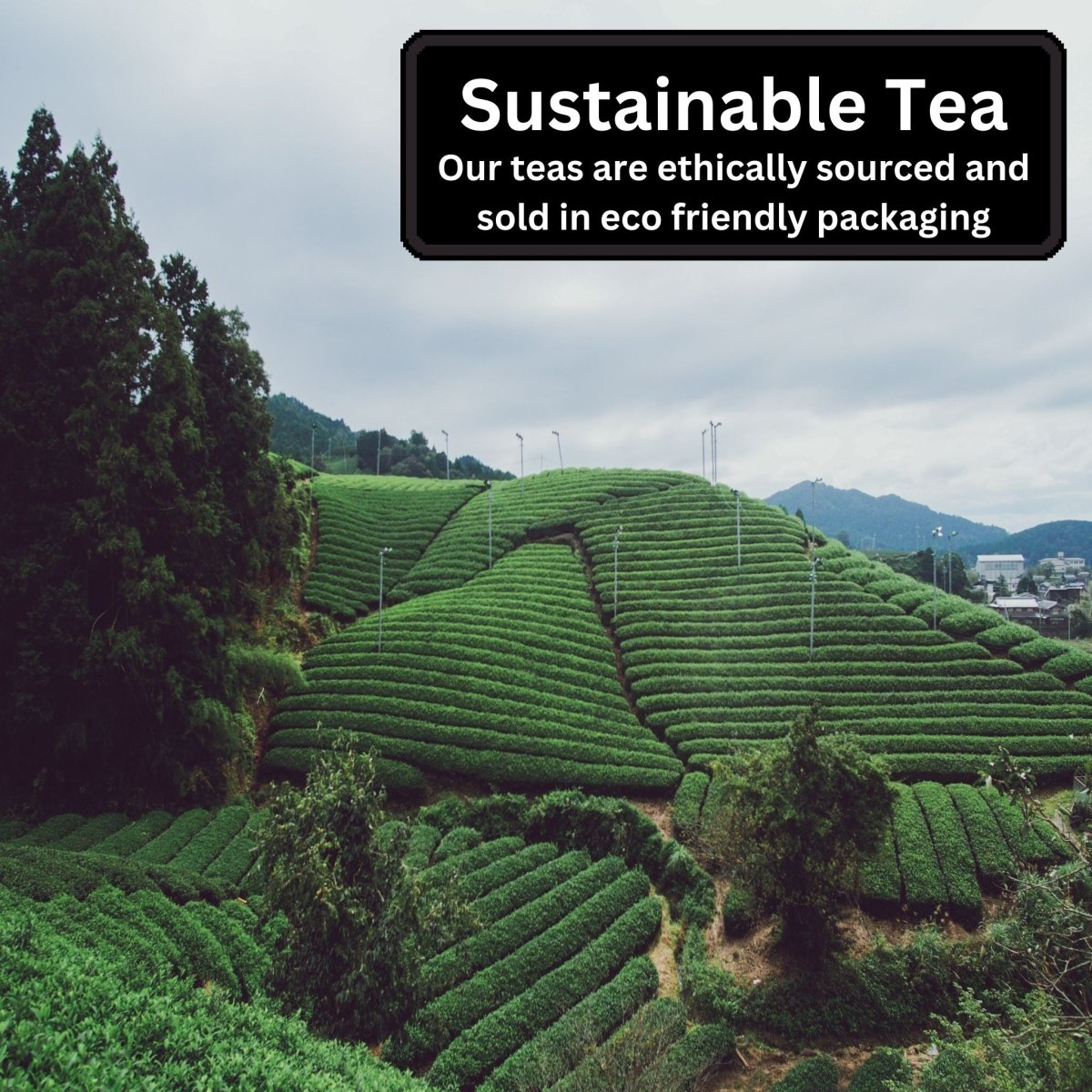 Great Taste Tea Bundle